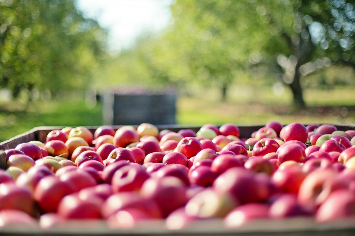  Nedopustiva je prodaja uvoznih jabuka usred berbe