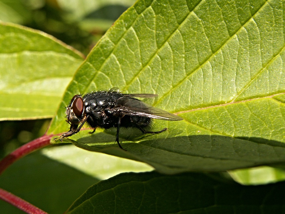 Muha Insect RIJEŠITE IH SE ZAUVIJEK Trik kojim ćete spriječiti ulazak muha u kuću ...