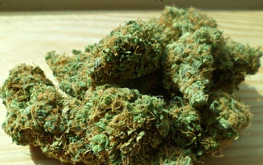  Na obali mora u Dubrovniku i u priobalju Šipana pronađena 43,8 kg marihuane