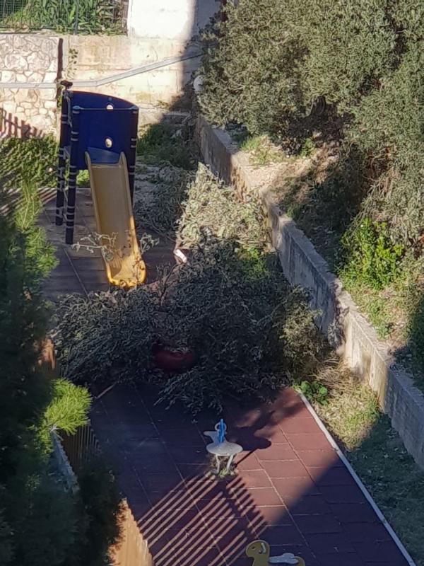 POSLJEDICE ORKANSKE BURE Čupala stabla po gradu, izazvala požare, štete se zbrajaju (FOTO/VIDEO)