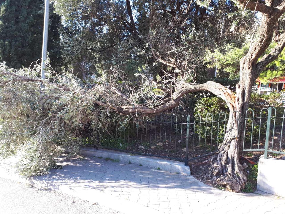 POSLJEDICE ORKANSKE BURE Čupala stabla po gradu, izazvala požare, štete se zbrajaju (FOTO/VIDEO)