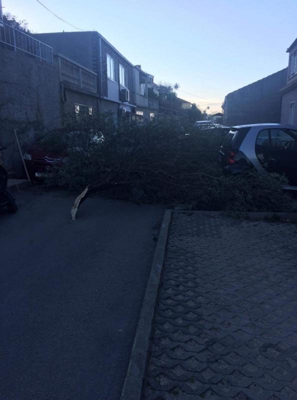 POSLJEDICE ORKANSKE BURE Čupala stabla po gradu, izazvala požare, štete se zbrajaju (FOTO/VIDEO)