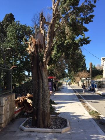 POSLJEDICE ORKANSKE BURE Čupala stabla po gradu, izazvala požare, štete se zbrajaju (FOTO/VIDEO)