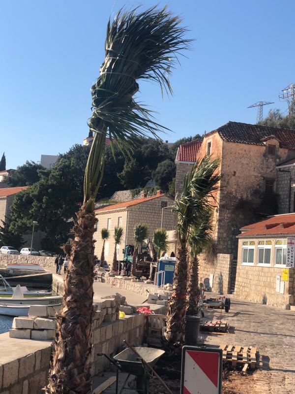 FOTO U Mlinima posađene nove palme 
