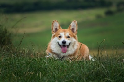 dog-6389277_1280.jpg