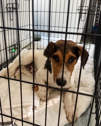 Azil Dubrovnik hitno traži dom ili privremeni smještaj za psa Icea