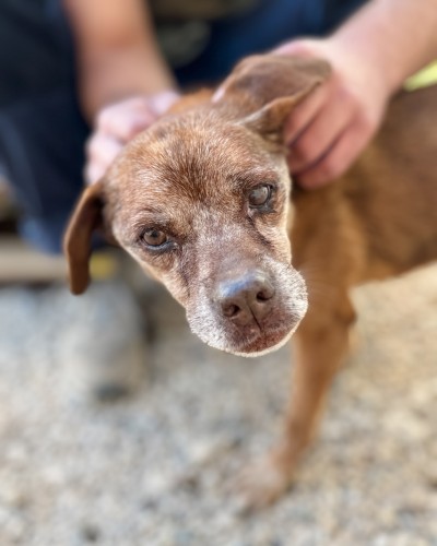 Azil Dubrovnik moli pomoć: 16-godišnji Bobi hitno traži privremeni ili trajni dom