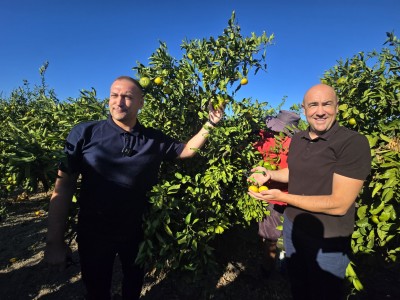 U Opuzenu započela berba mandarina