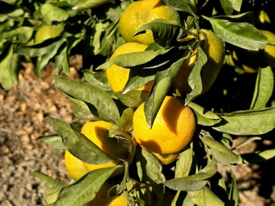 U Opuzenu započela berba mandarina