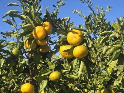 U Opuzenu započela berba mandarina