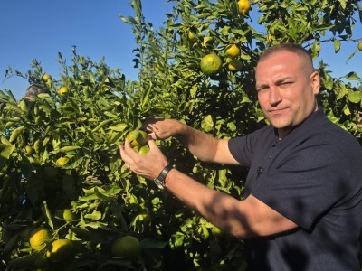 U Opuzenu započela berba mandarina
