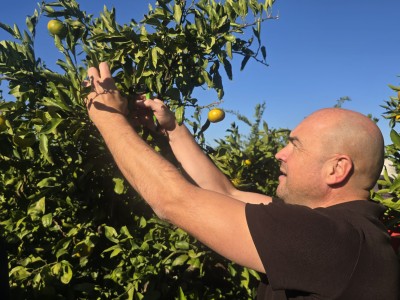 U Opuzenu započela berba mandarina