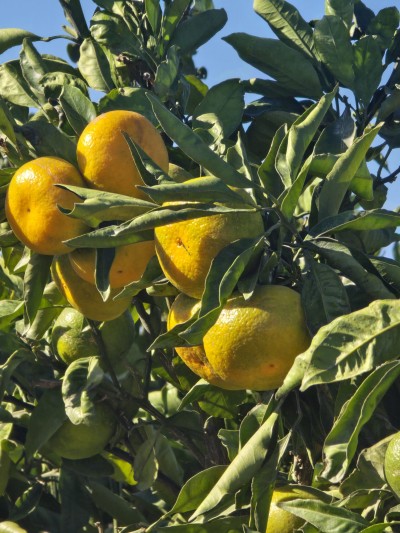 U Opuzenu započela berba mandarina