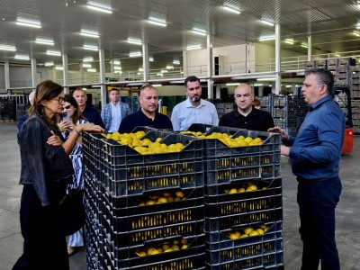 U Opuzenu započela berba mandarina