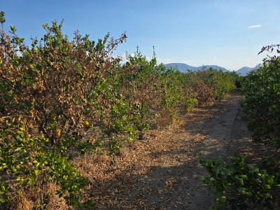 susa-agrumi-neretva.jpg